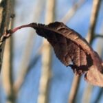 brown-leaf-1340361-m Copy