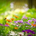 macro-photography-of-flowers-in-the-garden Copy