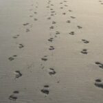 footprints- Copy