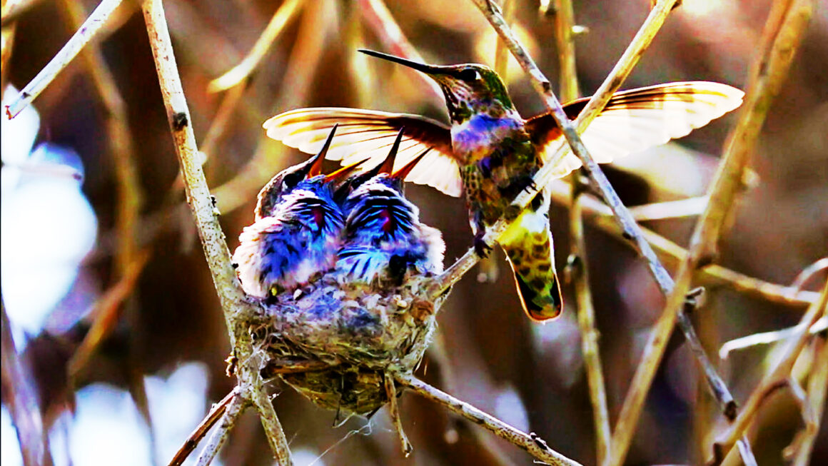 BURUNG KOLIBRI (Hummingbirds)