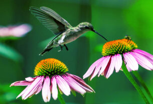 Burung Kolibri